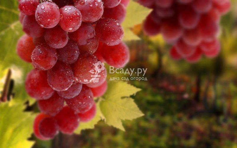 Описание и характеристики, преимущества и недостатки сорта винограда тукай и выращивание