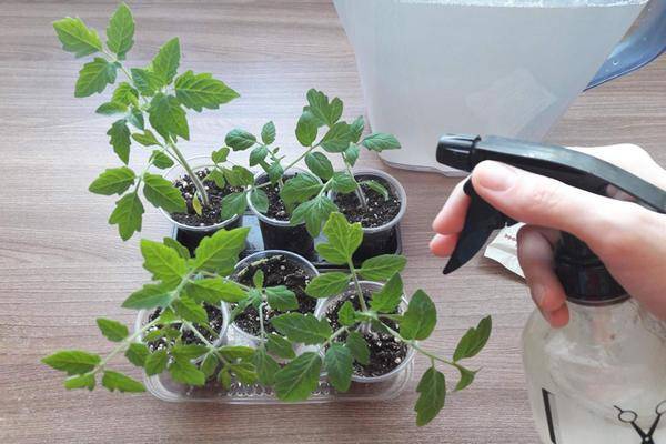 Белокрылка в теплице: как избавиться на помидорах, огурцах, на комнатных растениях, средства