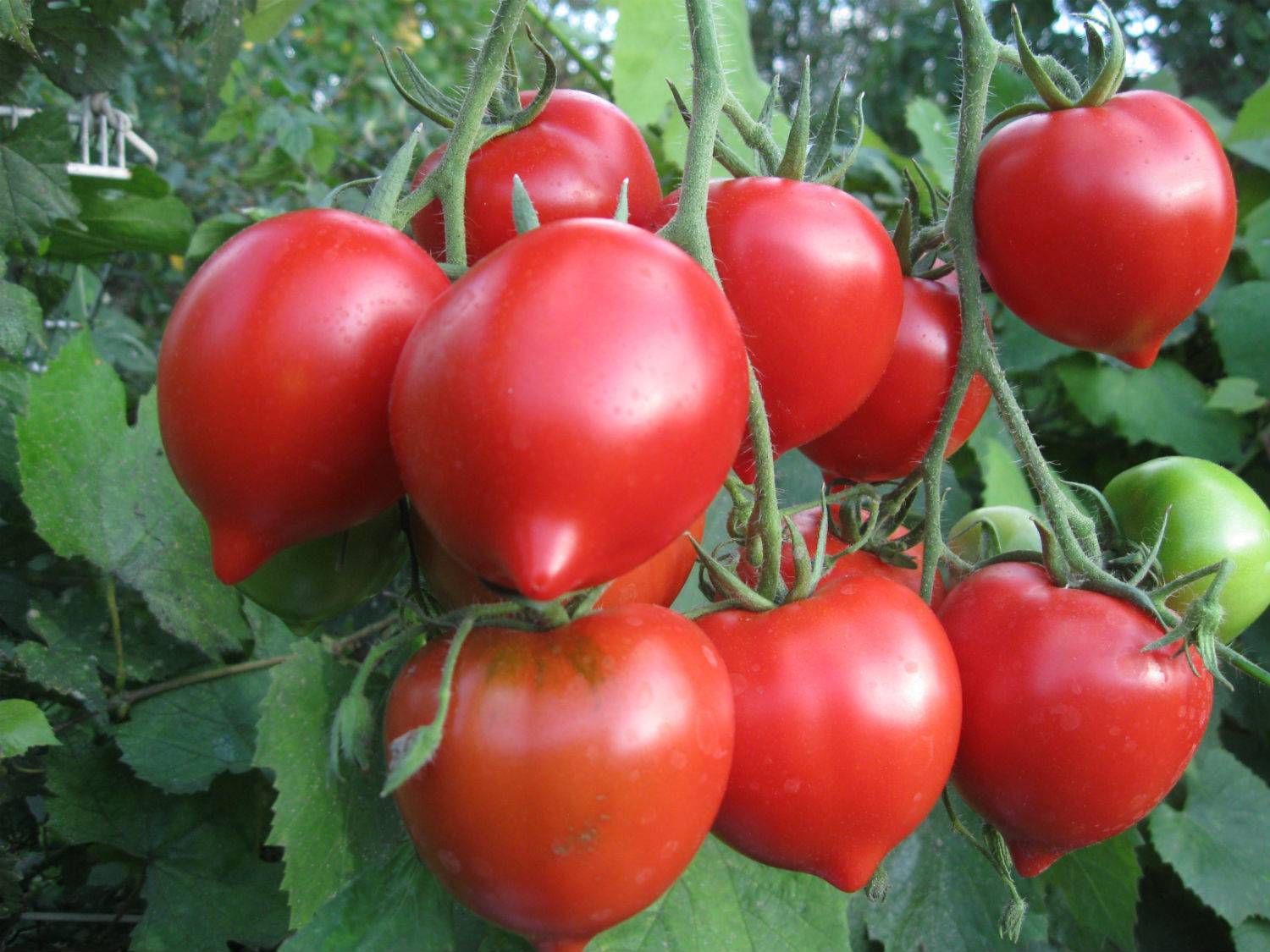 Сорт томатов гусиное яйцо: описание, фото, урожайность