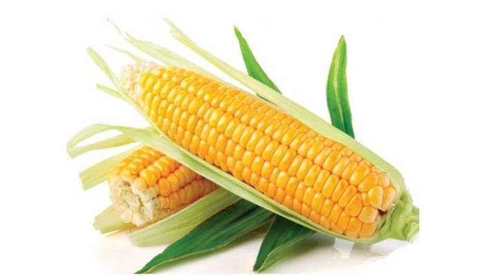 Сахарная кукуруза – лучшие сорта, практические рекомендации по выращиванию