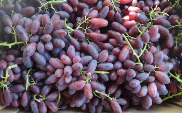 Оригинальный внешне и восхитительный на вкус - виноград изюминка - общая информация - 2020