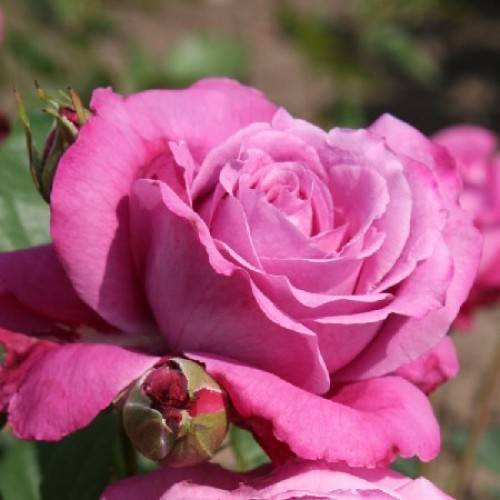 Роза перенниал блю (perennial blue) — описание сорта
