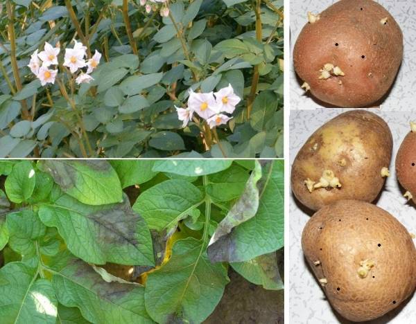Обработка картофеля против фитофторы – лучшие средства