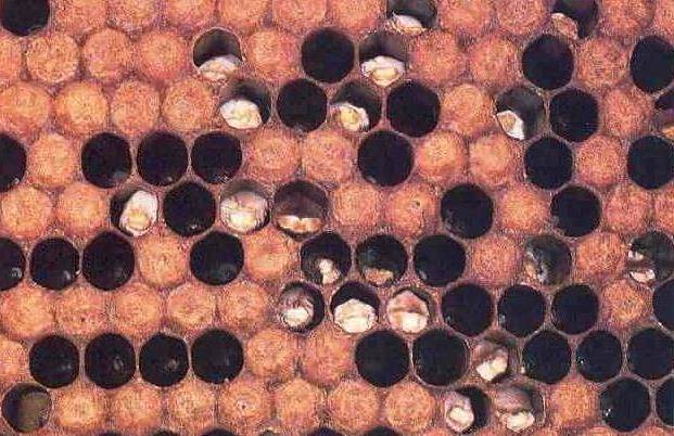 Самые распространённые болезни пчёл и их лечение