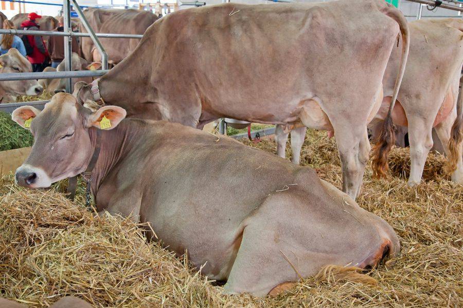 Достоинства и недостатки красногорбатовской породы коров