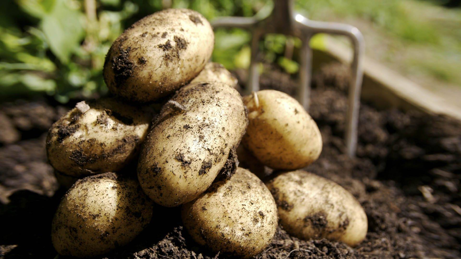Джелли: описание семенного сорта картофеля, характеристики, агротехника
