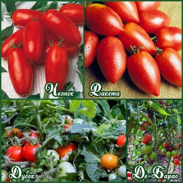 Высокорослые и высокоурожайные томаты для теплиц