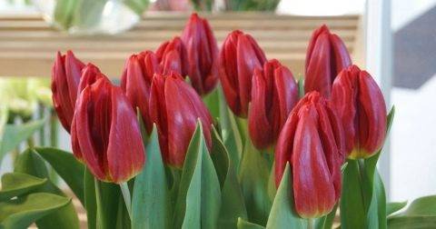 Махровые поздние тюльпаны описание и фото тюльпанов.