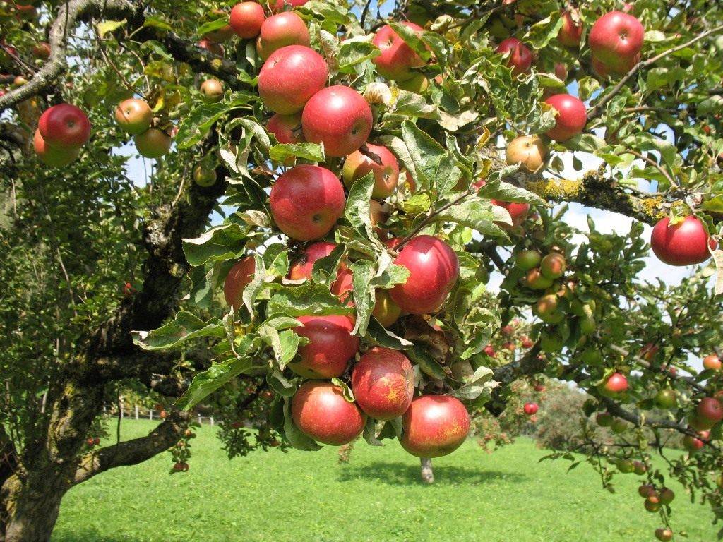 Описание яблони сорта коваленковское и правила выращивания