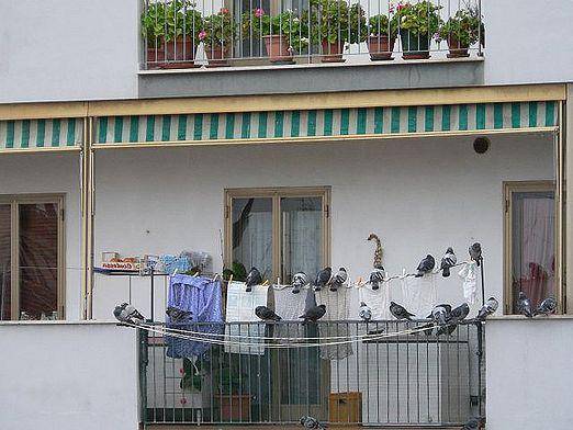 Что поможет отвадить птиц с балкона