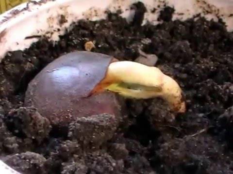 Как посадить каштан из ореха