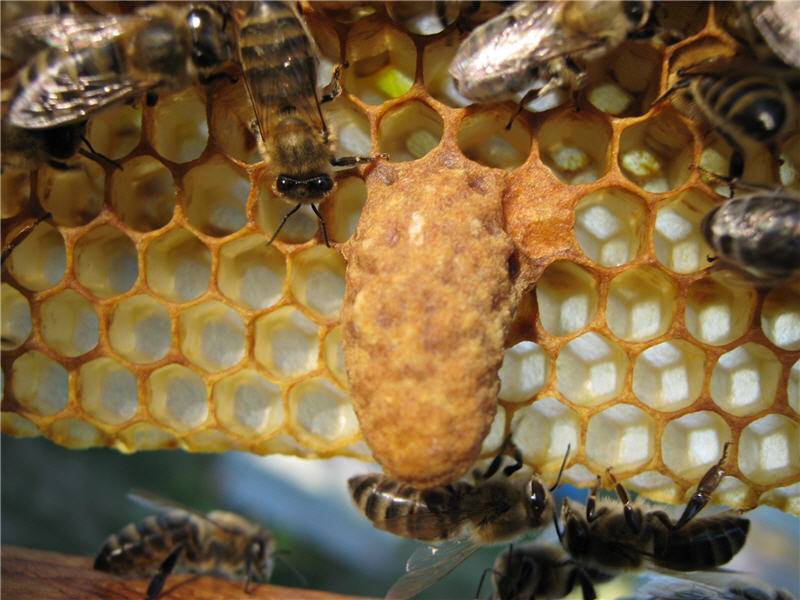 Личинки пчел: строение, жизненный цикл, уход и прочие важные моменты