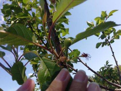 4 шага, как избавиться от лишайника на плодовых деревьях. пусть яблони будут здоровыми!