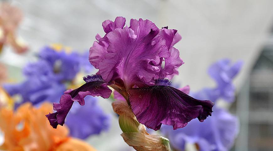 Ирисы: фото цветов, описание растения, виды и сорта цветов ирисов