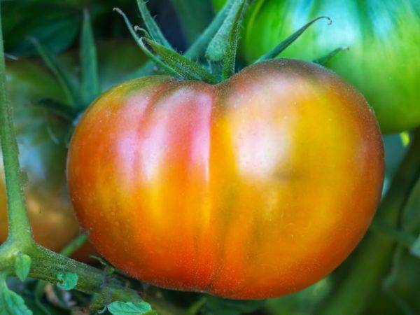 Характеристика и описание томата «большой белый бифштекс»