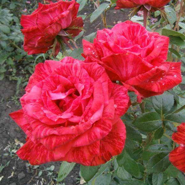 Роза ред интуишн (red intuition) — описание садового сорта