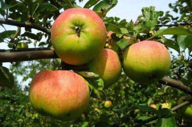 Хотите зимой иметь яблочный урожай — посадите северный синап