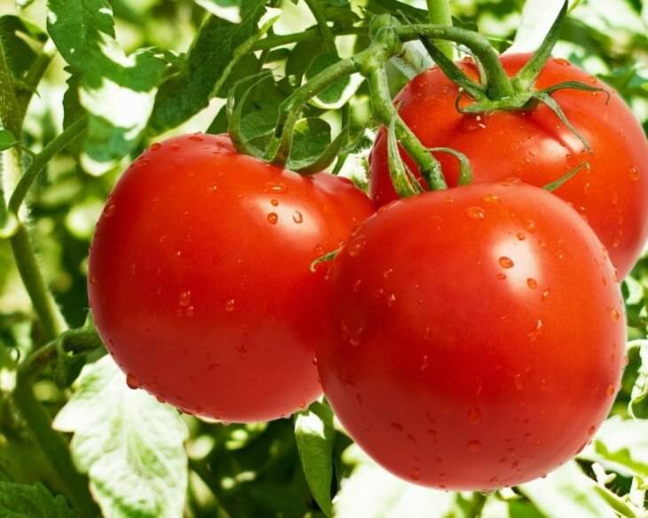 Лучшие раннеспелые среднерослые сорта помидоров