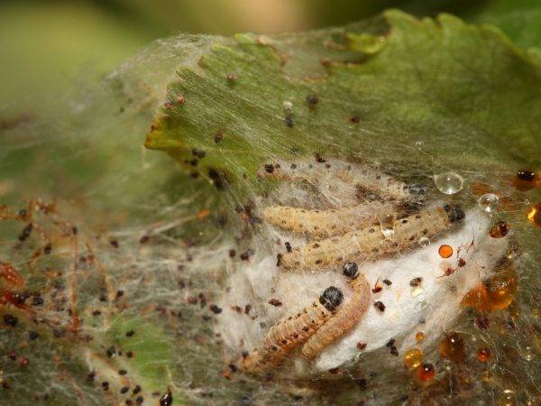 Как бороться с гусеницами на смородине: 3 народных способа и 5 самых эффективных химических препарата