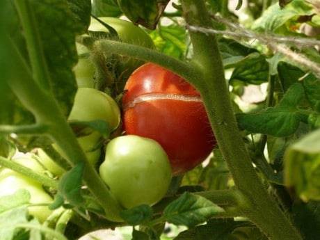 Вредители томатов — распространенные заболевания и способы по борьбы с вредителями. советы по посадке помидоров в открытый грунт и в теплицу (135 фото)