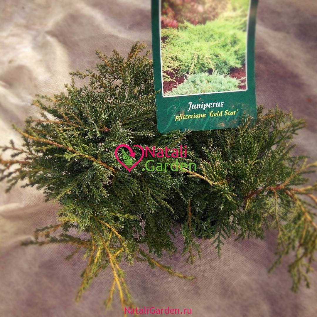 Можжевельник средний голд киссен (juniperus media gold kissen)