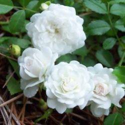 Штамбовые розы: описание, виды и тонкости посадки