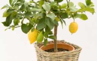 У лимона опадают листья