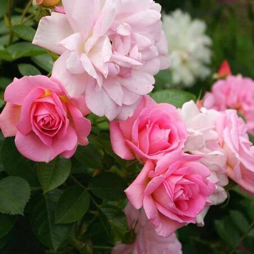 Какие розы самые устойчивые к морозу и холоду: канадская селекция | о розе