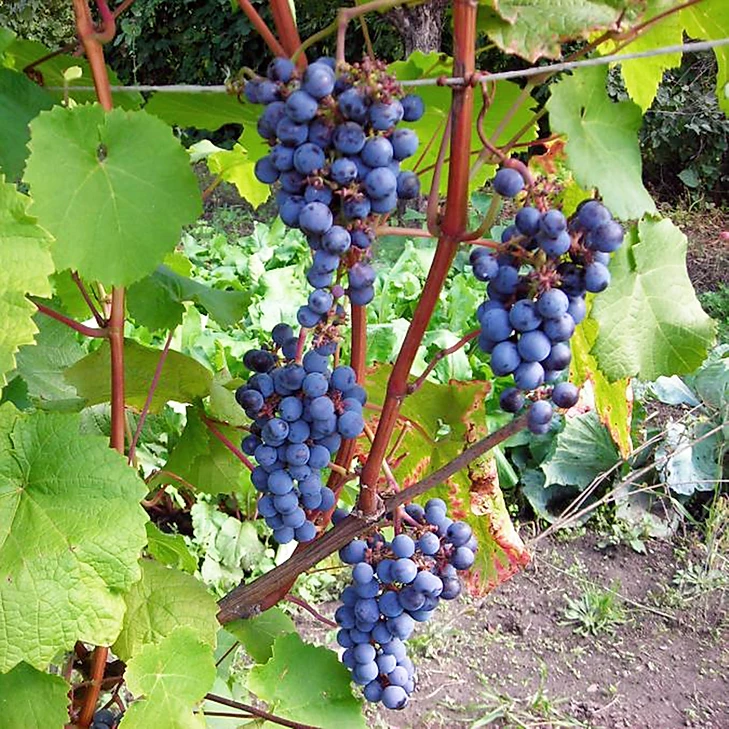 Сорта винограда для подмосковья – 4 критерия выбора, рейтинг и советы любителям
