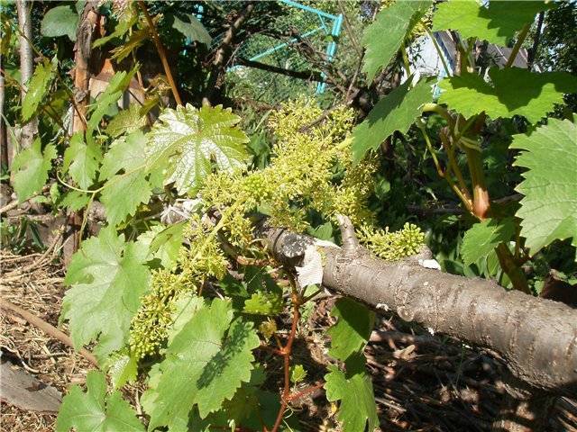 Виноград сорта тукай фото. Сорт винограда Тукай. Виноград Тукай лист. Лоза Тукай. Виноград Тукай фото.