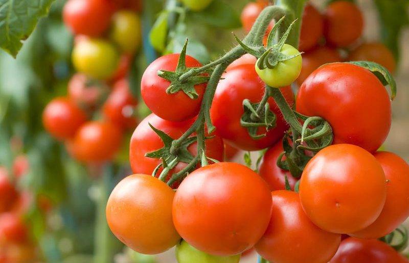 Ультраскороспелые томаты для теплицы