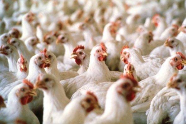 Разведение кур в домашних условиях на яйца и мясо: правила, особенности, выгода от бизнеса