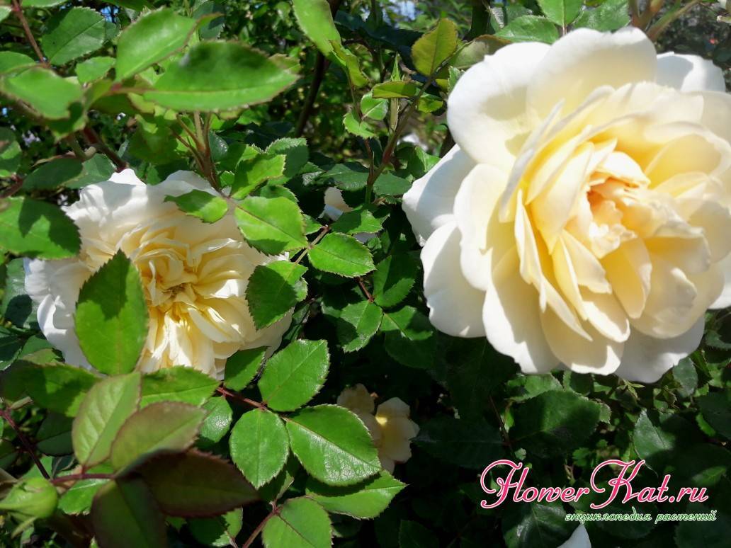 Роза крокус роуз: описание и уход