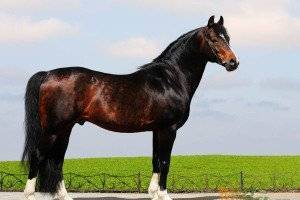 Ганноверская порода лошадей