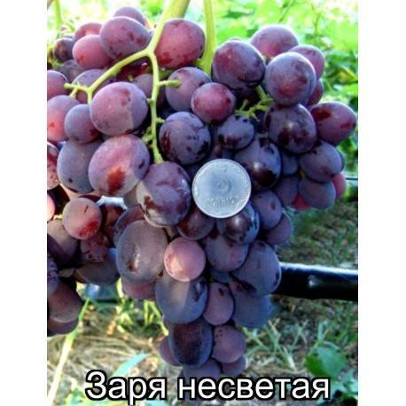 Виноград любимый всеми заря несветая