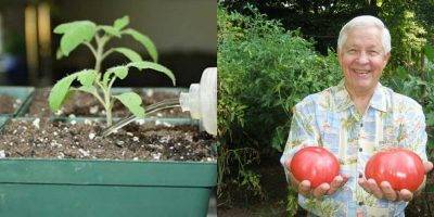Подкормка рассады томатов народными средствами: какие удобрения необходимы, чтоб помидоры были толстенькие, а также рекомендации по выращиванию взрослых кустов