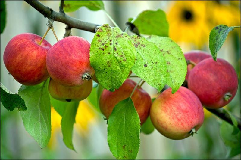Яблоня чудное: описание сорта, фото, отзывы садоводов