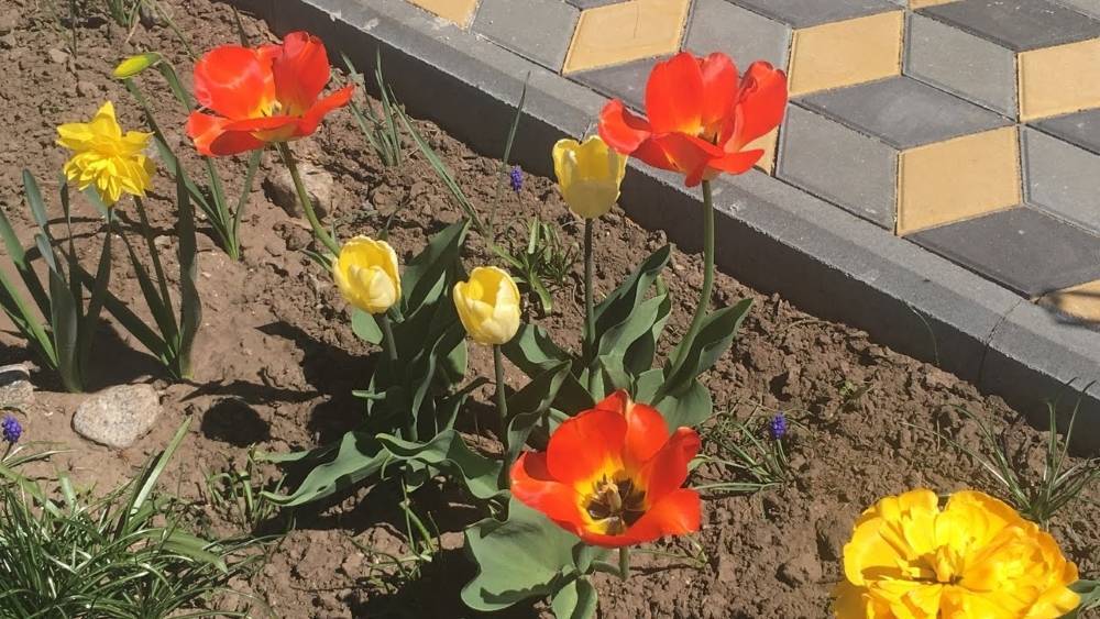 Когда можно пересаживать тюльпаны с одного места на другое до и после цветения?