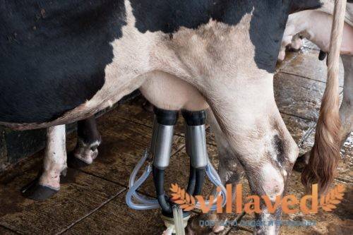 Послеродовой парез у коров: признаки, оказание помощи и профилактика