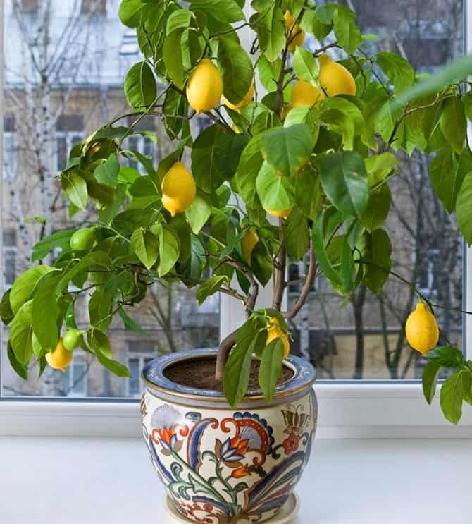 Как часто поливать лимон в домашних условиях в горшке