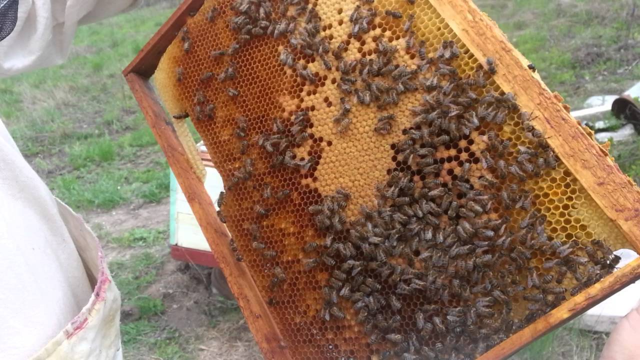 Перечень самых эффективных препаратов для пчел