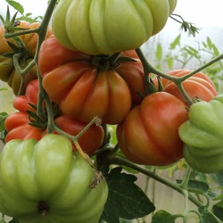 Сорт помидоров афродита: описание и фото