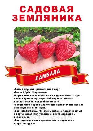 Клубника ламбада — голландский сорт с десертными ягодами