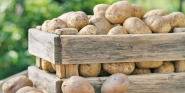 Хранение картофеля в домашних условиях