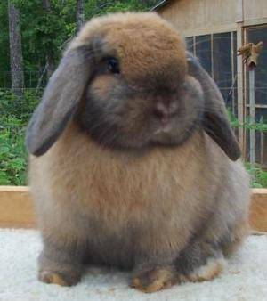 Вислоухий кролик баран - карликовые и мясные породы