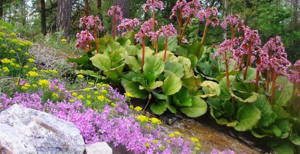 Тенелюбивые растения для сада (50 фото): какие цветы растут в тени на даче? какие теневыносливые кустарники можно сажать в полутень?