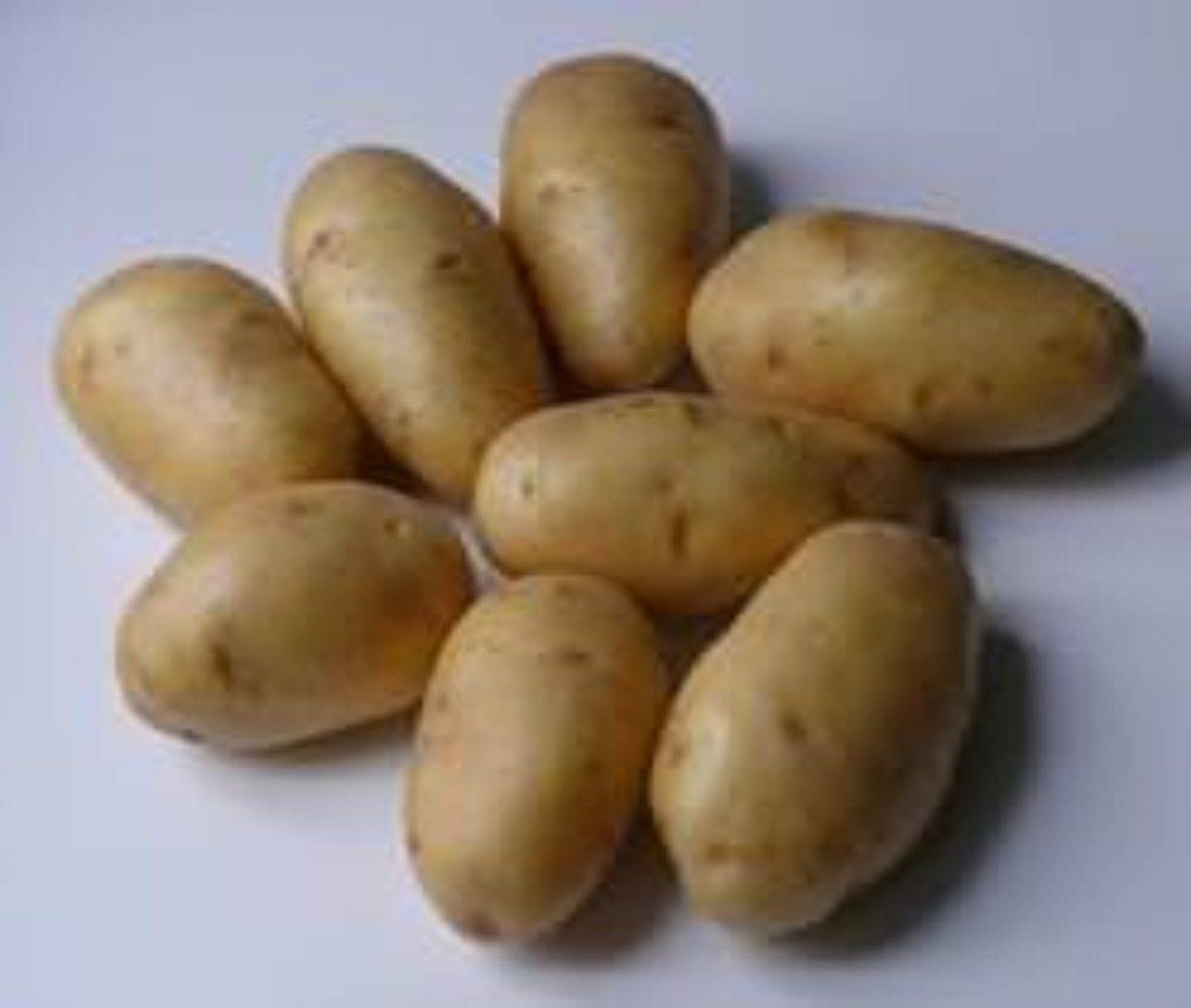 Сорт картофеля импала: описание, посадка и уход