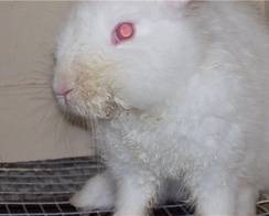 Заболевания глаз у кроликов