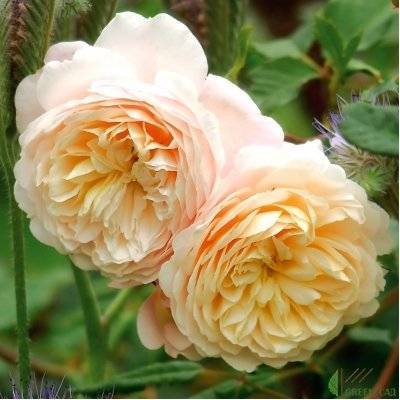 Английская роза «крокус роуз»: описание парковой розы от дэвида остина