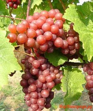 Описание сорта винограда русский ранний, особенности, преимущества и недостатки